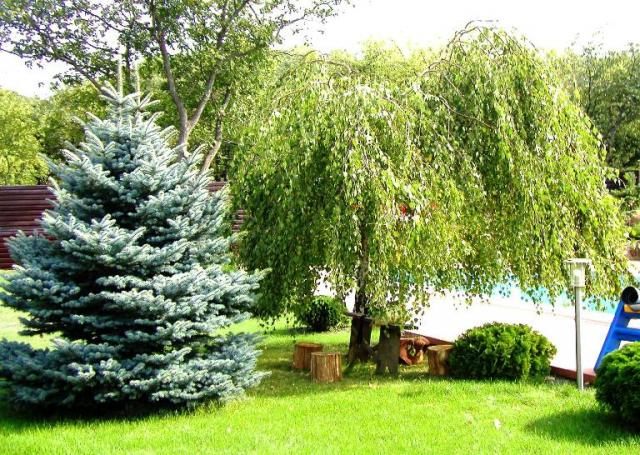 Ель Хупси на учаске