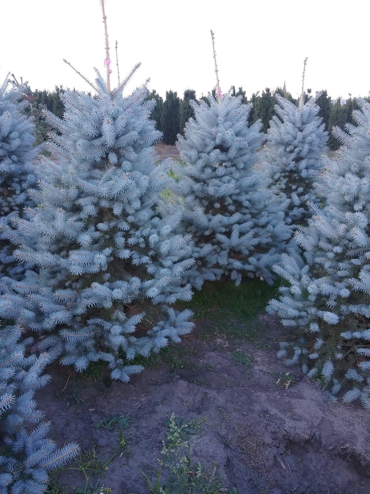 Блю Даймондс