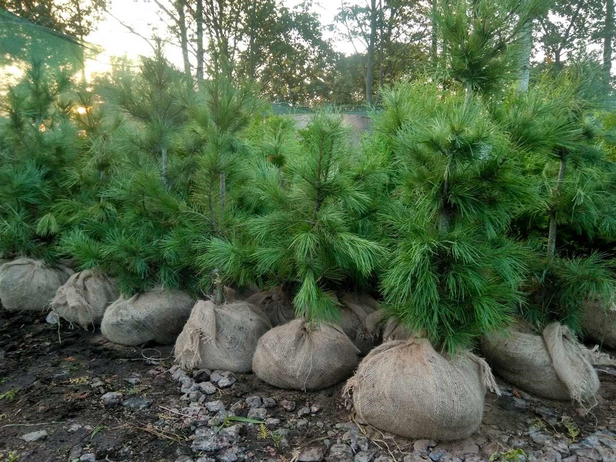 Особенности размножения туи черенками